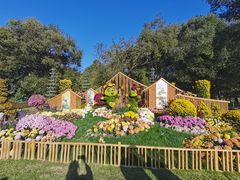 -上海共青森林公园