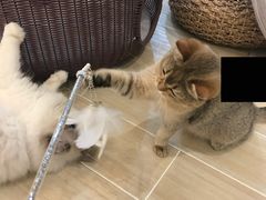 -momokira米努特·德文卷毛猫·棉花面纱犬