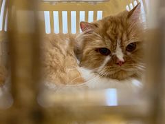 -猫大福·Fortune Cat猫舍(百子湾店)