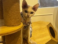 -楼上猫咖(罗湖店)