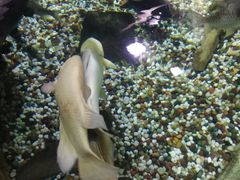 -迪拜水族馆及水下动物园