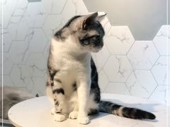 -猫房·猫吧·猫咖(龙湖时代汇店)