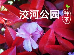-洨河生态公园