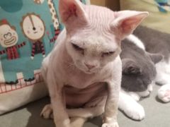 -CAT’S MEWSTAR CAFE·喵星球猫屋(晴湾咖啡店)