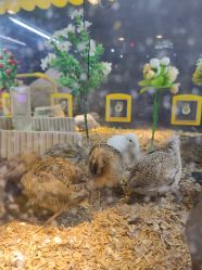-神奇动物撸宠馆·羊驼·小浣熊·异宠(豫园店)
