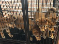 -柴犬高等学院·狗咖·柴犬售卖·宠物训练