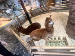 -Zoolung Zoolung动物主题公园(海信广场店)