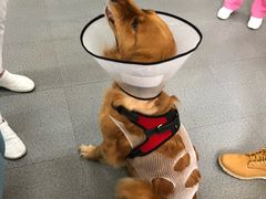 金毛子宫蓄脓做了手术，诊治照顾都很细致，住院定期发视频，店里的人都很贴心爱狗-爱妮康宠物医院·干细胞免疫细胞·肿瘤·心脏(张江店)