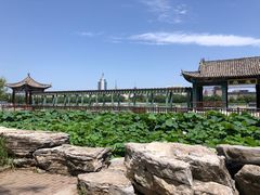 -莲花池公园