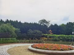 -嘉定紫藤园