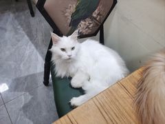 -猫小院猫主题餐厅(南锣旗舰店)