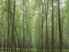 滨湖湿地公园-合肥滨湖国家森林公园