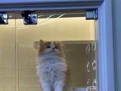 -小猫来了·猫舍(红山六九七九店)