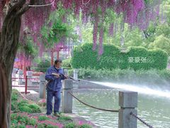 -嘉定紫藤园