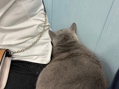 -纳吉亚猫专科动物诊疗中心(蒋宅口分院)