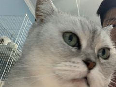 -喵的天空名猫咖啡馆·撸猫·猫舍·用品