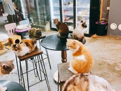 -more than meow吴止猫主题餐厅(承德 中船汇店)