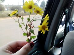 -灵山莲花公园-温泉度假区