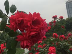 -百林公园-两江幸福广场