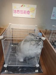 -Moni星球萌宠·小马宝莉·灵蛇·高端高阶全萌宠互动体验俱乐部(红豆国际广场店)