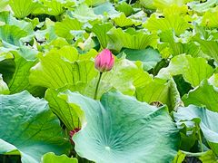 -荷塘月色湿地公园·向阳花洲
