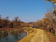 -千年银杏谷文化旅游区