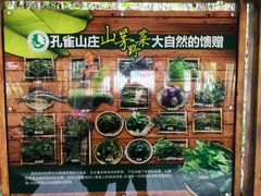 -西双版纳原始森林公园