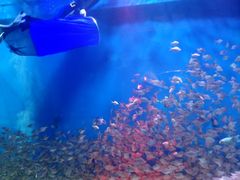 -成都浩海立方海洋公园