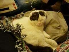 -猫色咖啡·猫咖