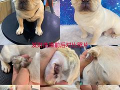 -悠尼宠物·独立低压伊珊娜洗护·美容·寄养(兰谷路店)