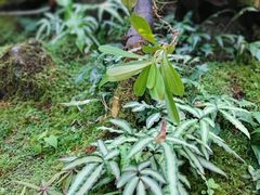 -深圳仙湖植物园