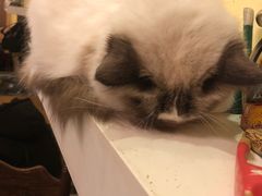 -猫色咖啡·猫咖