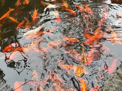 -千岛湖东南湖区