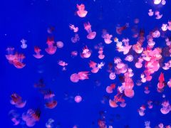 -海合安青岛极地海洋公园