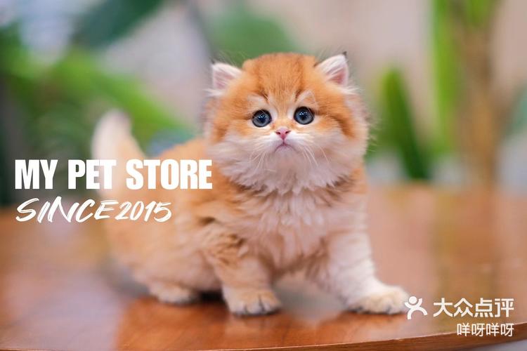 my宠集sale英长金渐层