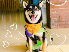 -九号电动车(安定门内大街店)