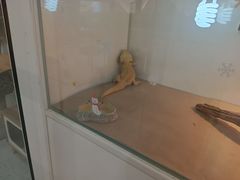 -喵园·猫主题咖啡厅·撸猫·猫咖(国贸店)