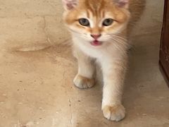 -lincat·猫舍(广州店)