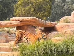 -北京野生动物园