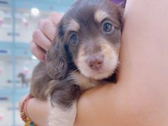 -萌宠之家·腊肠犬·马尔泰·小体犬舍