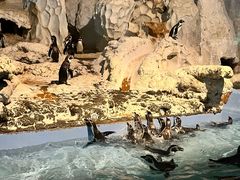 -帝企鹅自助餐厅•儿童岛•真企鹅(长隆企鹅酒店)