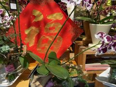 -弗劳尔花艺坊(龙涛店)