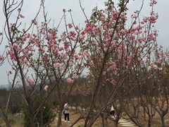 -天适樱花悠乐园