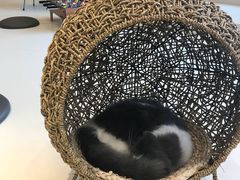 -飞行喵MR PILOT|猫舍·猫咖(静安大融城店)