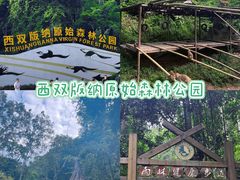-西双版纳原始森林公园