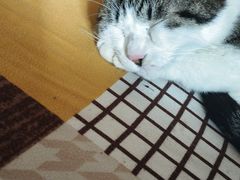 -树洞桌游宠咖小酒馆