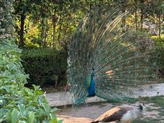 -J Create城市露营咖啡·简餐·宠物(上海动物园店)