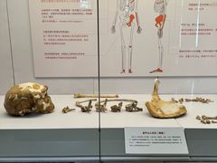 -北京大学赛克勒考古与艺术博物馆