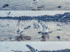 -海合安青岛极地海洋公园