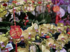 花開富貴-盒马鲜生(曜一城店)